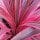 Ti Leaf
