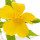 Turnera Diffusa