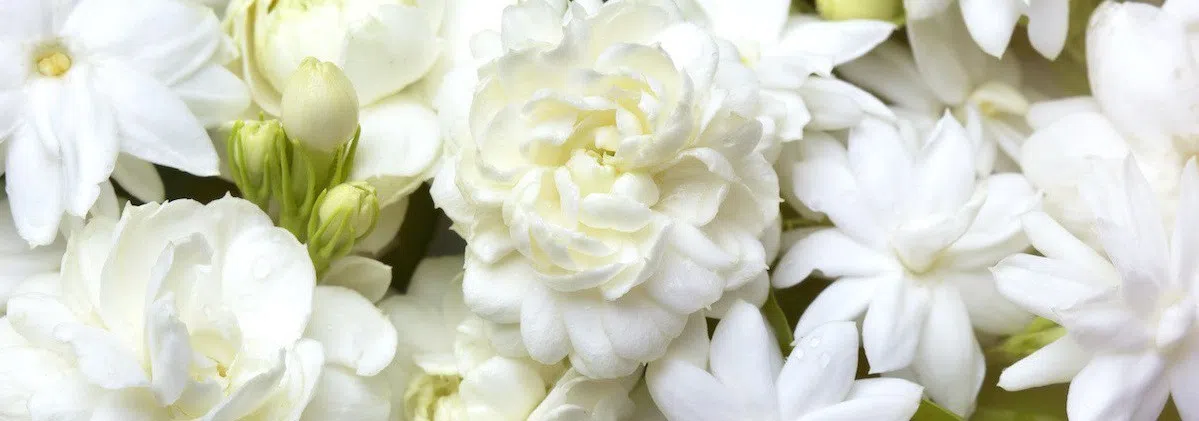 White Flowers