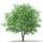 White Willow