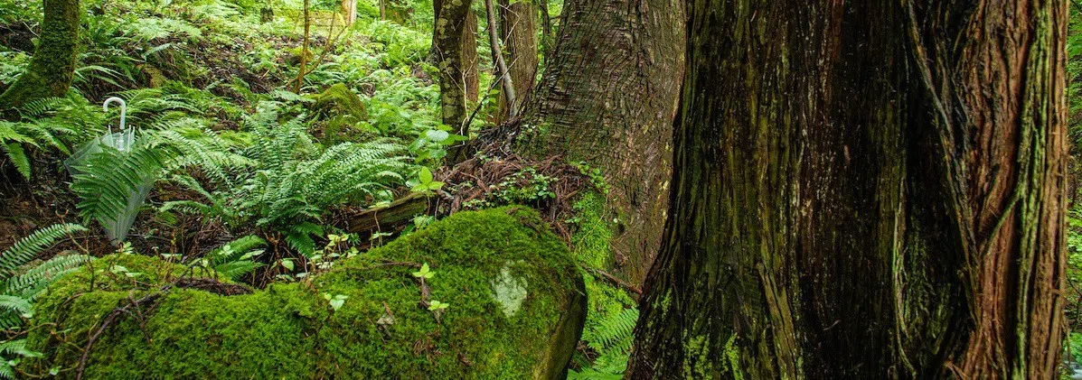 Woods and Mosses