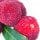 Yumberry