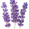 Blue Lavender