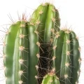 Cactus Juice