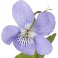 Italian Violet
