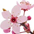 Japanese Cherry Blossom